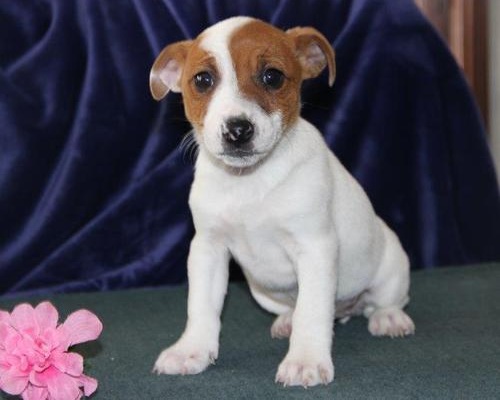 Jack Russell